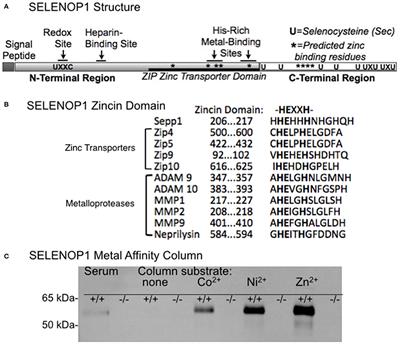 Selenoprotein P Regulates <mark class="highlighted">Synaptic Zinc</mark> and Reduces Tau Phosphorylation